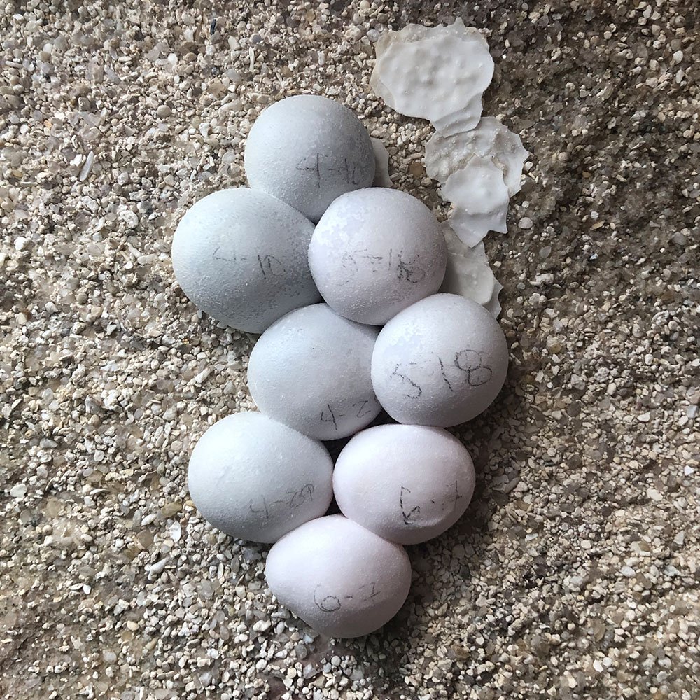 ButterflyLandAZ's tweet photo. If you visited Butterfly Wonderland lately you might have noticed that our Tokay Gecko laid some eggs on the wall of her enclosure. They are hard to spot in the far top left corner of her exhibit. The incubation lasts about 4 months. Very soon we will have baby Tokay Geckos! https://t.co/aQwRgK3Q7S