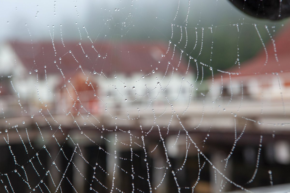 In front of the net loft—where women and children spent hours cleaning and repairing nets for gillnetting fishermen to use—a spider's silky web glistens. Like a gillnetter, a spider must consider a number of factors when determining the location of its web to catch prey.