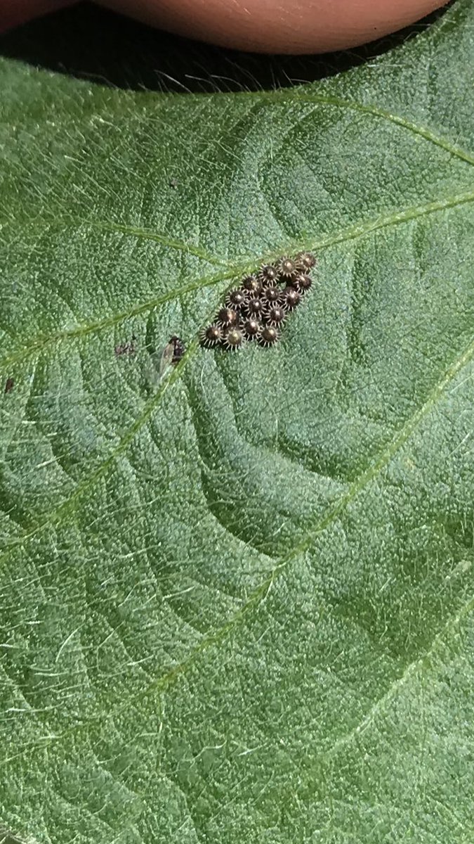 MHommez's tweet photo. Hey #TwitterFriends help me out with identifying which #insect laid these eggs?  #soybeans #PleaseHelp 🤔 https://t.co/qaf3enX1Bx