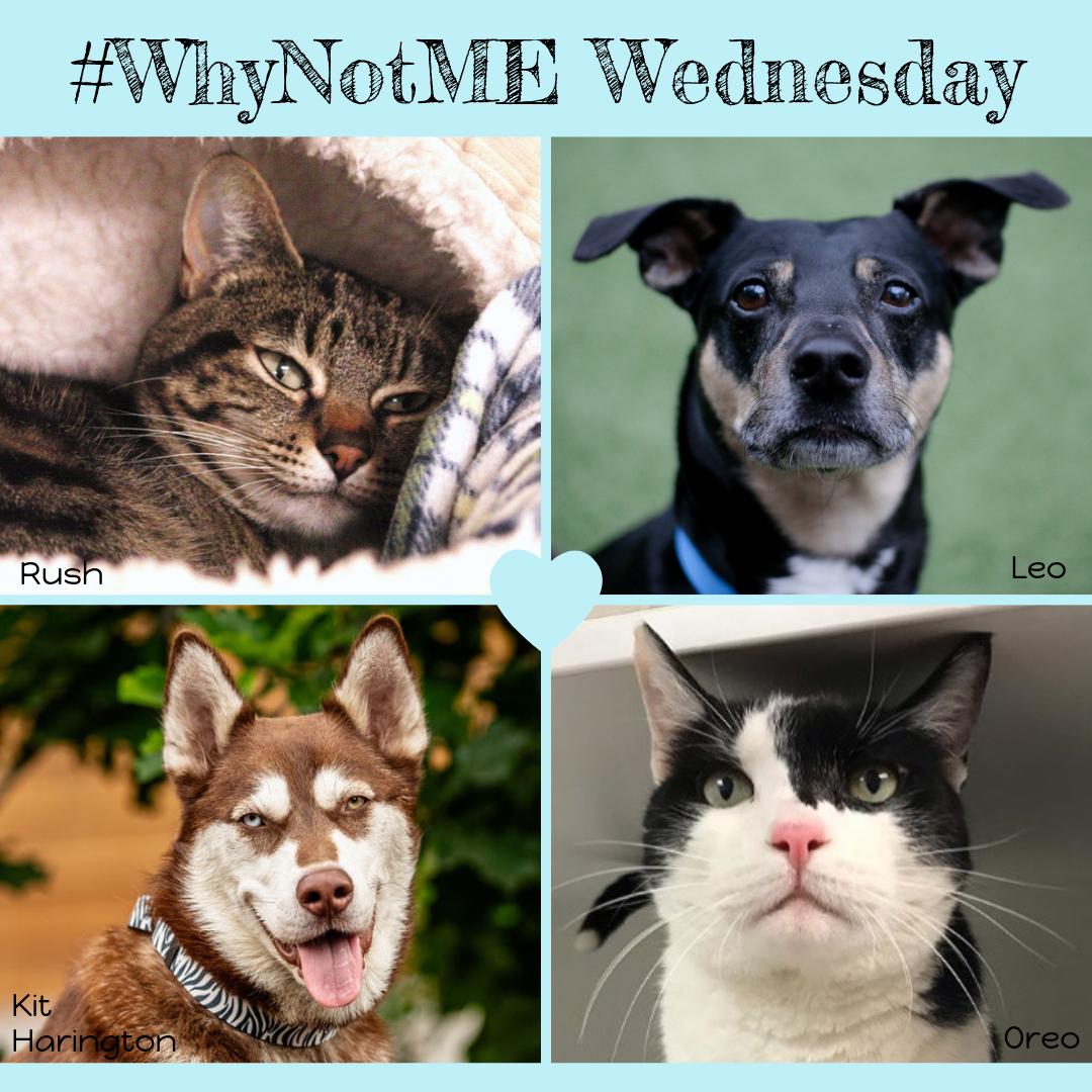 PawsitiveAllian's tweet photo. #WhyNotME Wednesday Find out about these pets and more at: https://t.co/inIvbpQ8J1
#WhynotMEpets featured here: 
#WhynotRush available at @Pasados 
#WhynotLeo available at @SeattleHumane 
#WhynotOreo available at @KingCountyPets
#WhynotKitHarington available at @MotleyZooRescue https://t.co/7hevKsFb0m