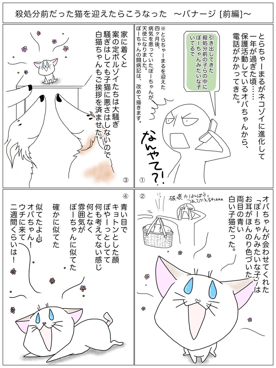 猫とネコ犬 ははぅえ Nekotonekoinu さんの漫画 39作目 ツイコミ 仮