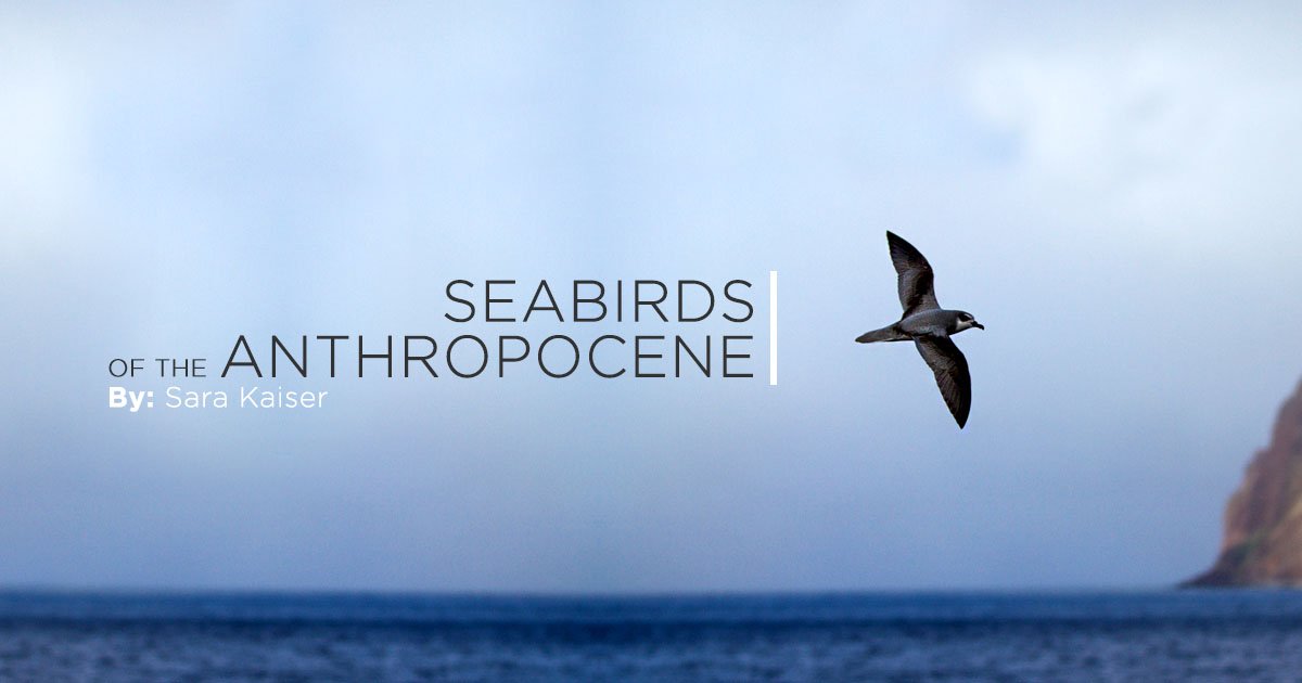 IslandConserv's tweet photo. #Research highlights the value of #island #restoration and the importance of long-term monitoring for the prevention of #seabird #extinctions. #NoExtinctions #Top20Article #Science https://t.co/4M72cJSkPU https://t.co/cq0T93LBmN