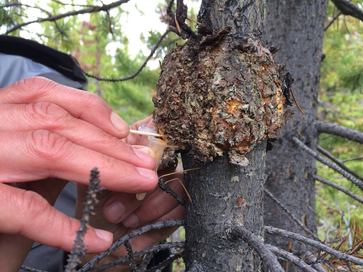 pascal_frey's tweet photo. #IUFROPinesRusts field trip: @nfeau sampling aeciospores of a #WesternGallRust (Cronartium harknessii, aka Endocronartium harknessii) on a #lodgepole #pine (Pinus contorta) for #genome #sequencing https://t.co/3LSD2ZPBG7