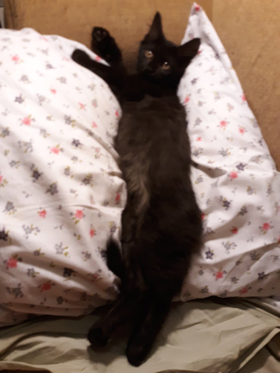 molluskquestion's tweet photo. @CorrieJN Strax says "hey" to you and 🙀 to that supposed cat sitter. https://t.co/eq1OO5uthn
