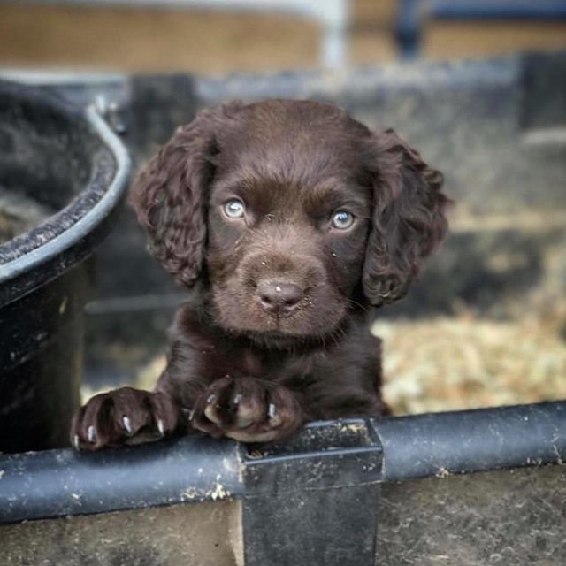 YUDUOutdoors's tweet photo. Future superstar from @southerngundog ・・・
Throwbacker 📷 @lisamcdonald.atpranch #lab #labsofinsta #whatdoyudu #labsofinstagram  #boykinspaniel #boykinsofinsta #golden #goldenretriever #goldensofinstagram #germanshorthairedpointer #gapofinsta #chessie … https://t.co/1bsy1Vuv24 https://t.co/Zei2rqwz8E