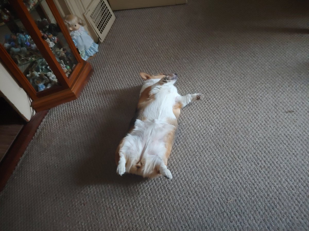DarlaTheCorgi's tweet photo. https://t.co/bWmq4wpfzh