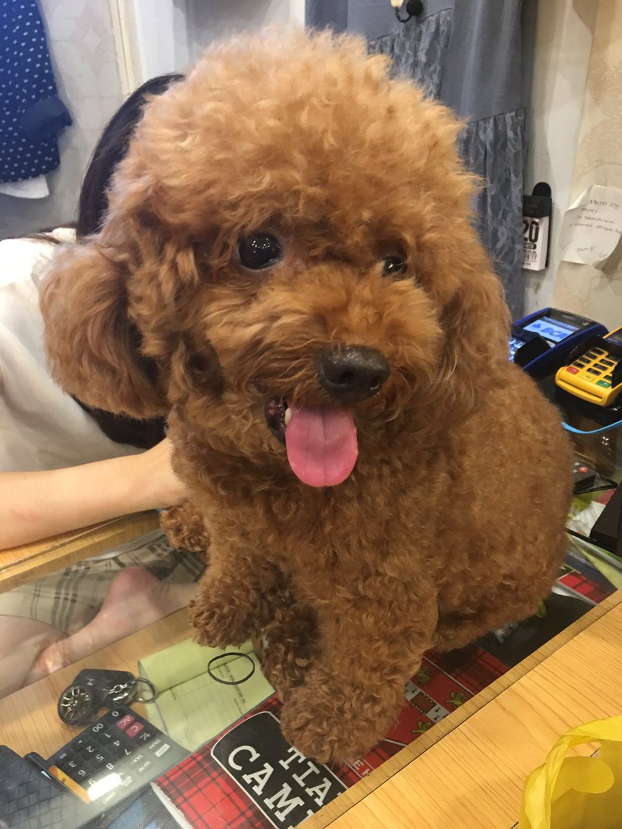 #July25DanielK #jefrinichol #kimihime 🤣🤣😝😝