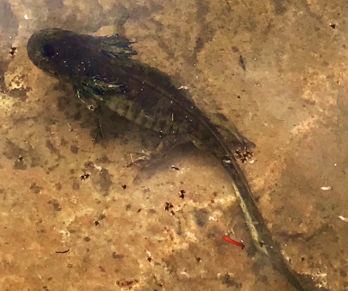 katie_m_o's tweet photo. Came back to my favorite hike at Alta and found my #longfrog tiger salamander friends #JMIH19 https://t.co/J6FwKRjMjk