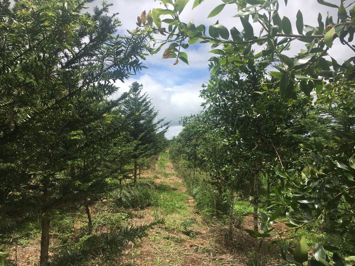 Daryl Killin tweet media