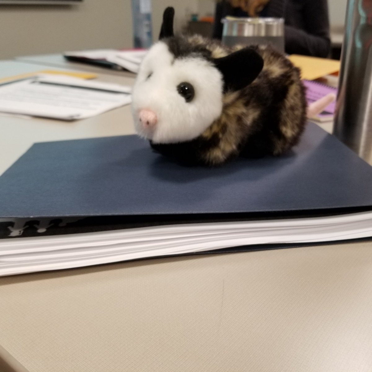 MsMatveia's tweet photo. So much learning about structured literacy with Wendy Robinson. Even got a possum to remember the parts! https://t.co/D6UkFjuURi