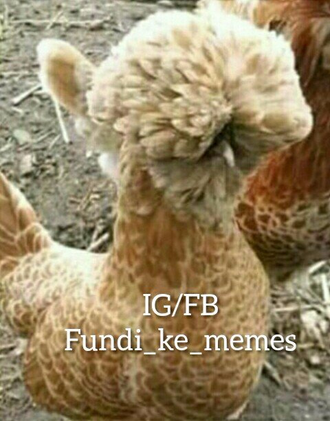 MalkomKe's tweet photo. Kila wakati nikiona hii kuku nanakumbuka #shebesh tuπππππ https://t.co/ZSANFmbj9e