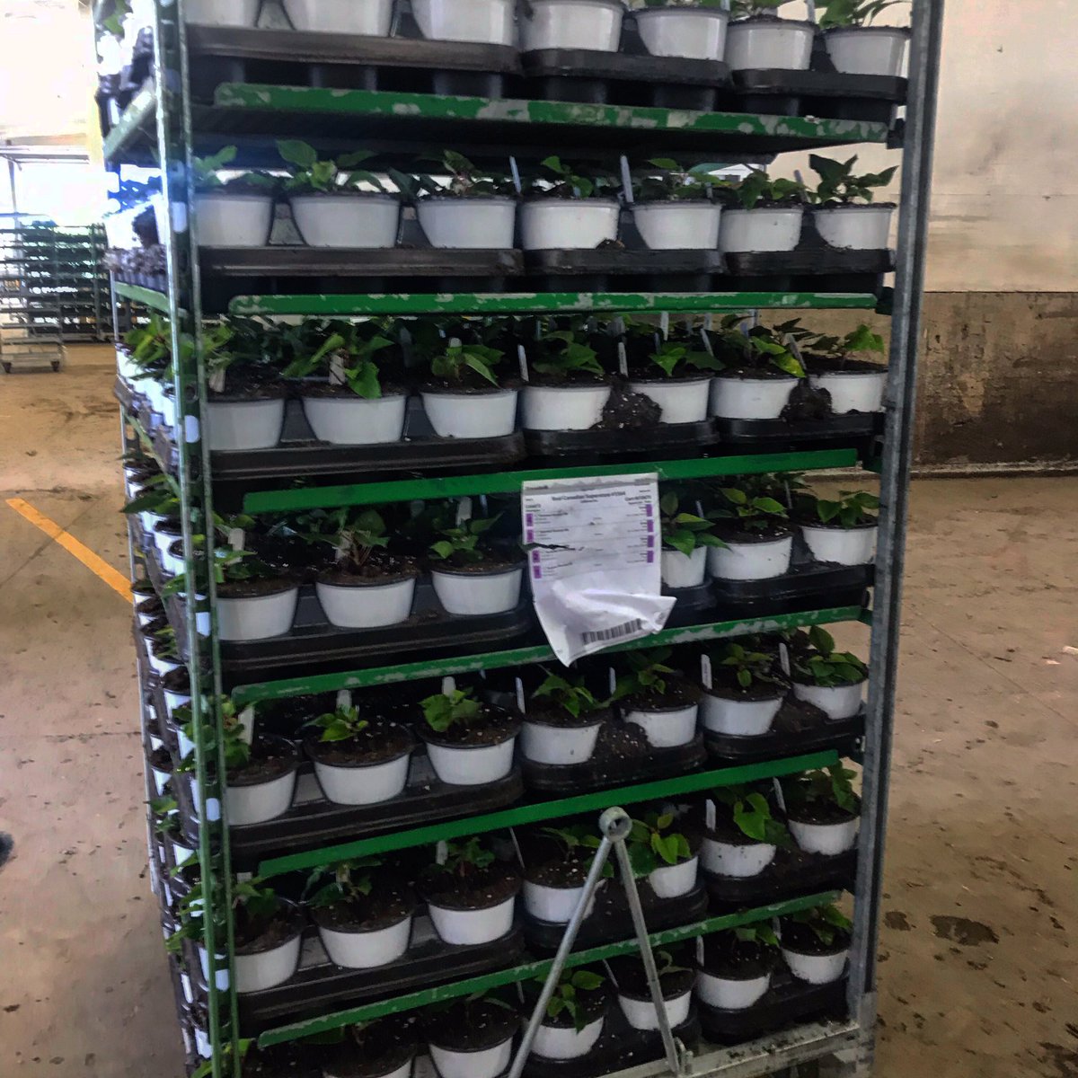 EmilyAgSafe's tweet image. Our hardworking farmers are always a few steps ahead. Here are some newly propagated poinsettias getting ready for our homes this Christmas ! #thankafarmer