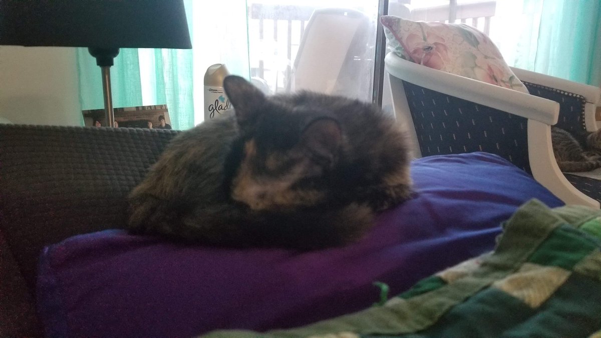 ChromatiChimera's tweet photo. Agora’s Bells will be live on our Twitch channel in about 2 and a half hours. Peetie would really appeetiate it if you came by and said hello and maybe stayed for the #dnd #actualplay fun! https://t.co/vtMZuq3EDn