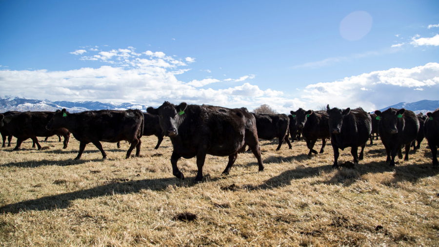 Alltech's tweet image. Ever heard the expression, "You are what your mother ate?" It applies to cows and their babies too! Jill Larson with @Crystalyxbrand shares her insights on the impact of maternal cow nutrition on calf development. 🐮 alltech.com/blog/take-care…
