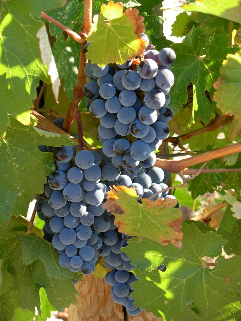 Reserve Reds - order now! Syrah, Merlot &amp; Hourglass almost SOLD OUT! #bcwine #naramatabench #clubweb #wine mailchi.mp/blackwidowwine…