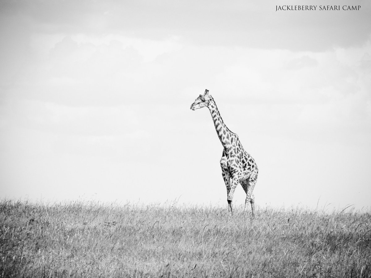 JackleberryS's tweet photo. || Some beautiful moody skies ||

There has been change on the horizon and I have seen it coming. There is something exciting just around the corner! Keep your eyes open and ears to the ground! 
•
•
•
#masaimara #jackleberrysafaris #beautifulskies  #Kenya #WednesdayThoughts https://t.co/yynZasnN6g