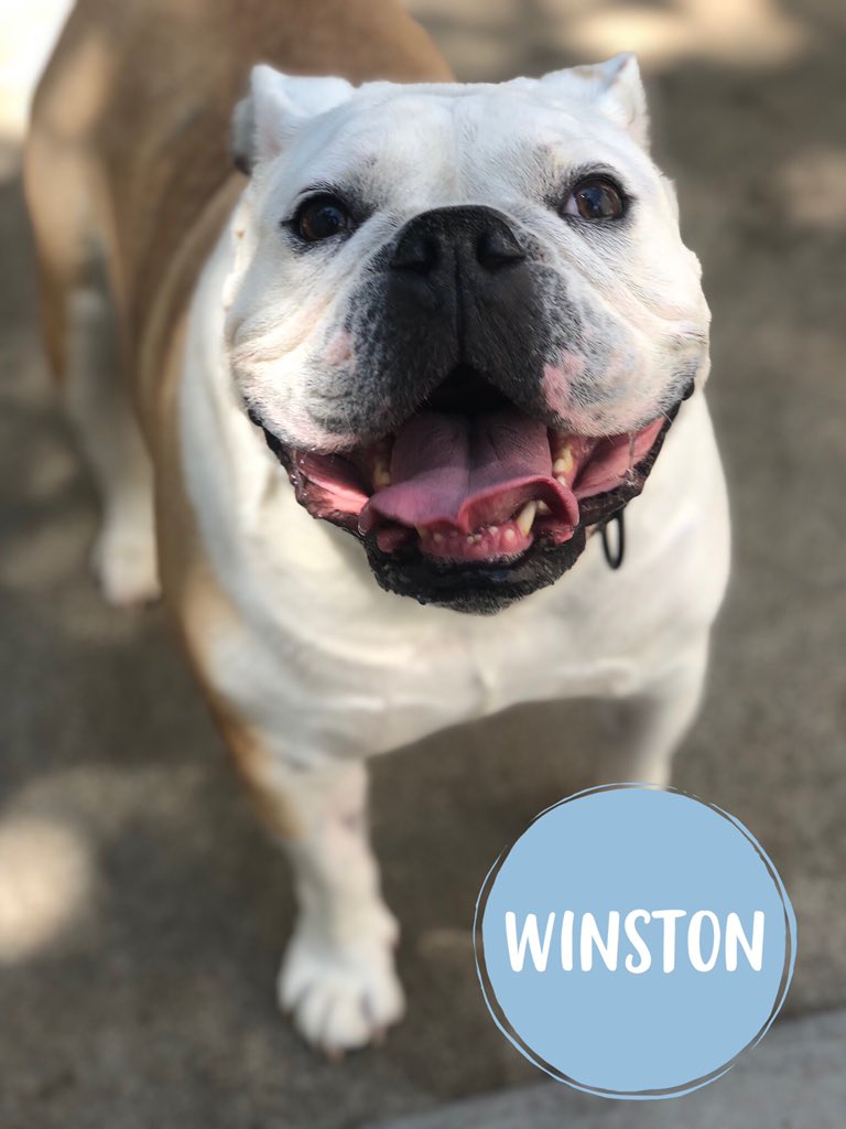 CBWCommerceMI's tweet photo. New Campers Indie and Winston picked out a wonderful day to come sniff us out! 🐶 They are both having a great day romping around with their new friends! 🐾  #campbowwowcommerce #campbowwow https://t.co/7MS28DeGdH