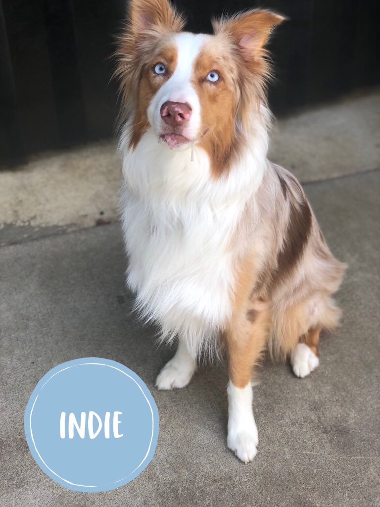 CBWCommerceMI's tweet photo. New Campers Indie and Winston picked out a wonderful day to come sniff us out! 🐶 They are both having a great day romping around with their new friends! 🐾  #campbowwowcommerce #campbowwow https://t.co/7MS28DeGdH
