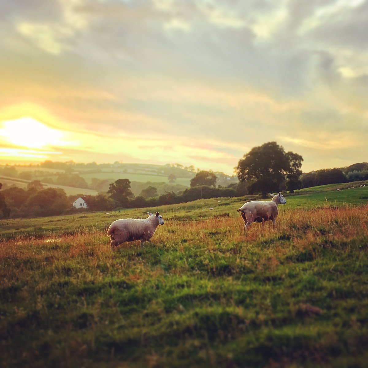 RixhamFarm's tweet photo. A beautiful cooler evening to check the sheep.
#RixhamFarmLamb #BuyLocal #LambBox #Devon #sheep365 https://t.co/rj9Ir9YINm