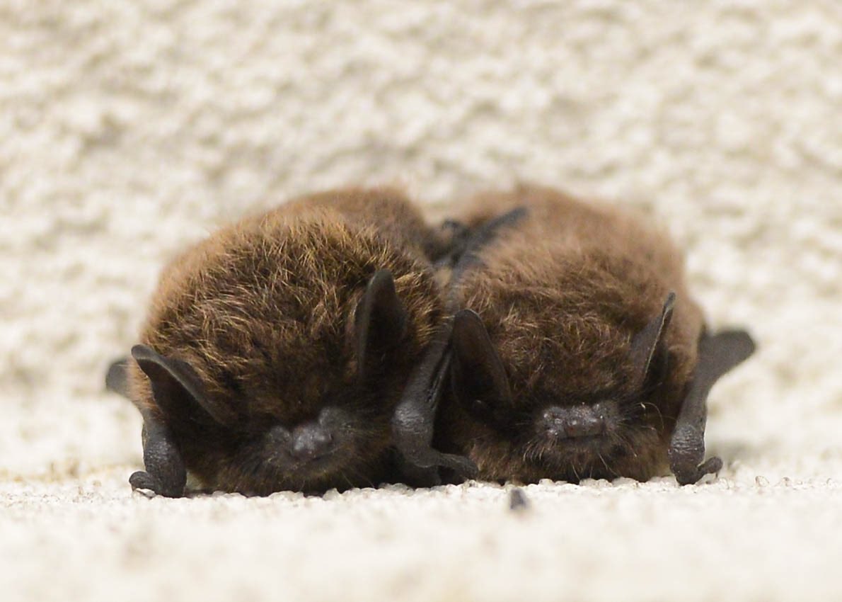 #Bats save Butte County farmers a "bat load of money,"writes <a href="/BrodyWayneMedia/">Brody Wayne Fernandez</a>. 150 bats can consume > a million insects each year, says Rachael <a href="/BatsRLong/">Rachael Long</a>, UC Cooperative Extension advisor.  bit.ly/2JPYuPl <a href="/ChicoER/">Chico Enterprise-Record</a> 
🦇 Photo by <a href="/danthephotog/">Dan Reidel</a>