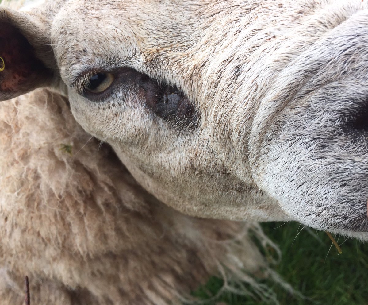 sheepfarmerjack's tweet photo. #sheep #farming #SheepOfTheDay #sheep365 #cumbria #LakeDistrict https://t.co/rOUPJ834nS