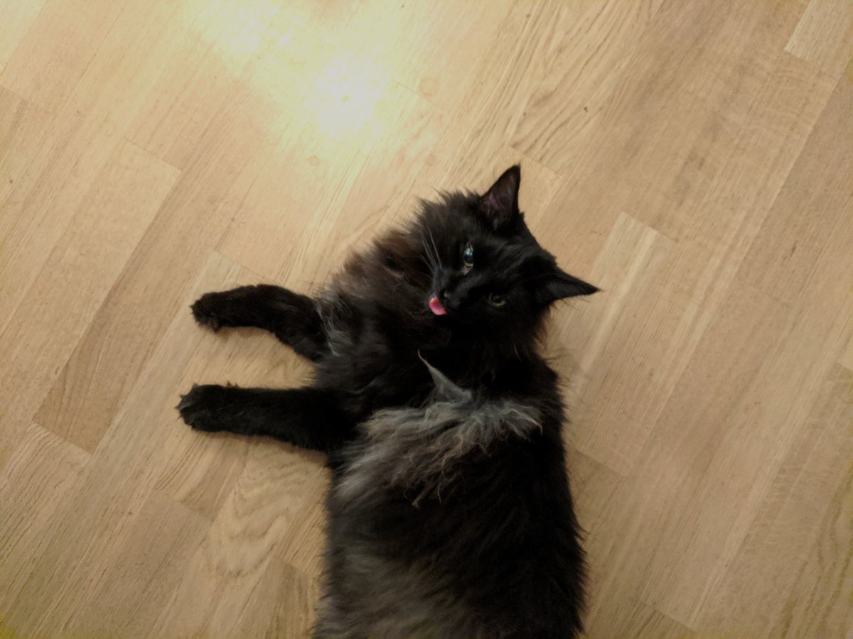 Nori-cat plopped down on her side with a very satisfied look on her face and her tongue sticking out.