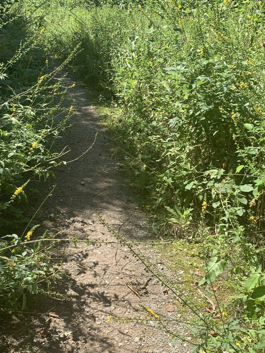 CelebPleb's tweet photo. @Cllr_Mark_Brunt please stand by your promises to make cycling more accessible in the area - a beautiful ride was spoiled today by the completely overgrown path #ncn21 https://t.co/mdCr9ZpYir