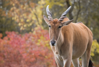 Ed the Sock tweet media