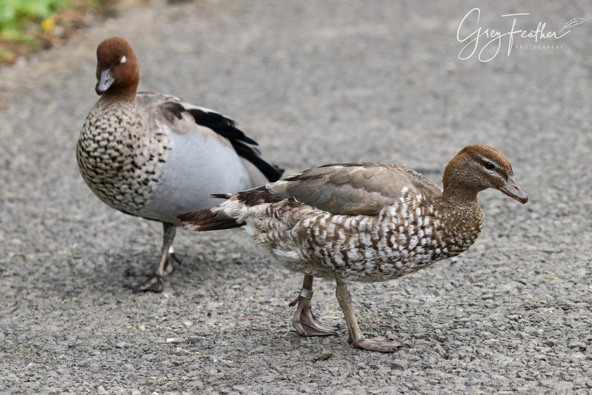 GreyFeatherPhot's tweet photo. Australian wood ducks @WWTLlanelli
#wwtllanelli #wwtconservation #australianwoodduck #ducks #wildfowl #birds #feathers #nature #wildlife #birdphotographer #naturetherapy
https://t.co/mY1TjmRzG9 https://t.co/A7Xy7dVUtb