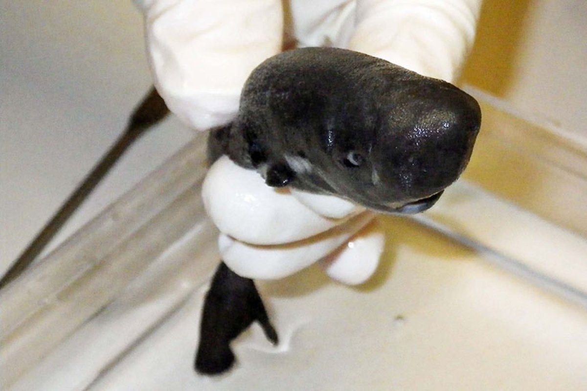 scidotnews's tweet photo. New Species of Pocket Shark Discovered
https://t.co/51Q8zRiFtL
#biology #science #newspecies https://t.co/fXoKreY3He