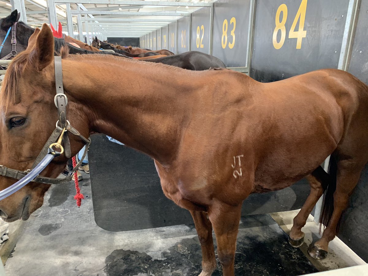 ashplant84's tweet photo. @_J0EL_ @NewgateFarm @bruceaslade Deer Field, fastest son of #NorthernMeteor ??? ... so I have to somehow explain to this little champ that it’s not him? 😂😂 #Deflated #CosmicRush #HankTheTank https://t.co/xuDabqWKRQ