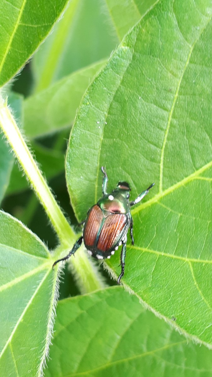 JSaguez's tweet photo. @AP_drapic @JJMlynarek @FieldHeroes  j'ai trouvé des scarabées japonais parasités aujourd'hui dans du soya. Parasitized japanese beetles in soybean fields #entomologie #entomology #scouting19 https://t.co/Q9Pu2ILEyi