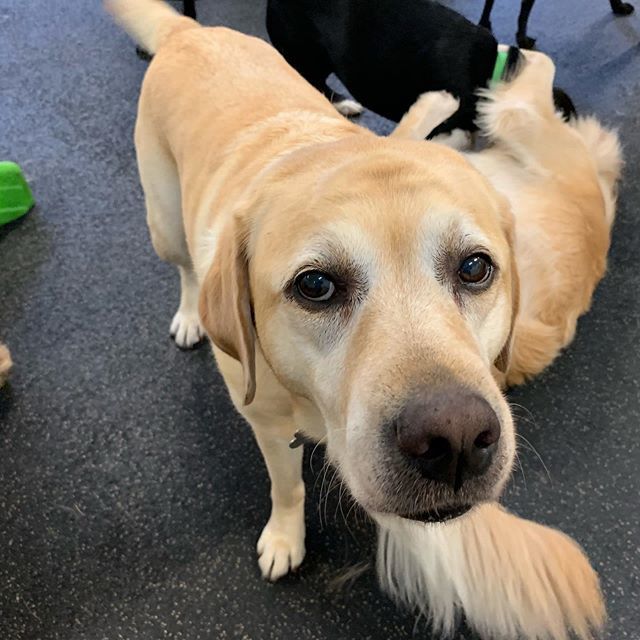 barkinglounge's tweet photo. Fenway is such a love! 💕💕💕 #fenway #yellowlab #barkingloungedogs #daycarelife #dogsofseattle #doggydaycare #sokissable https://t.co/2Tc9BbsfbO https://t.co/qtK4iguWgQ
