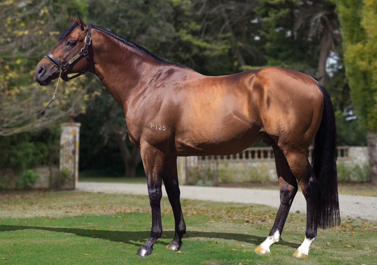 SwettenhamStud's tweet photo. 💥💥 SIRE ON FIRE 💥💥 #AKEEDMOFEED has had 4 winners from his past 6 runners and sits at over 51% runners to winners this season. 21 individual winners from just 41 runners with #ASSERTIVEAPPROACH heading to the Lightning for @HawkesRacing &amp; @goldinfarms. https://t.co/R42DMfnwUM
