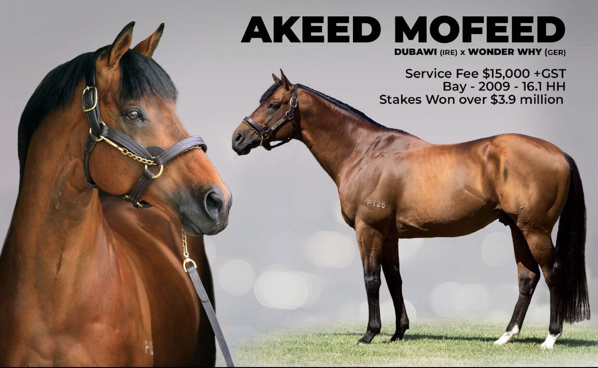 SwettenhamStud's tweet photo. 💥💥 SIRE ON FIRE 💥💥 #AKEEDMOFEED has had 4 winners from his past 6 runners and sits at over 51% runners to winners this season. 21 individual winners from just 41 runners with #ASSERTIVEAPPROACH heading to the Lightning for @HawkesRacing &amp; @goldinfarms. https://t.co/R42DMfnwUM