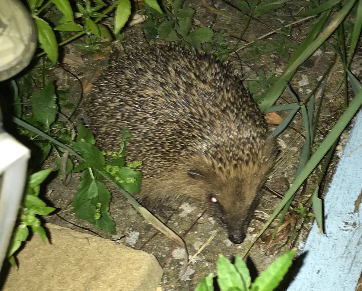 Even these little guys need water in this heat. Bowl of water & a plate of wet food gone in minutes. A bowl of water could save an animal’s life #hedgehog 
#hedgehogs #nature #natureisbeautiful #heatwave #kent #dartford #hedgehogwatch #england #gardenofengland #wildlife