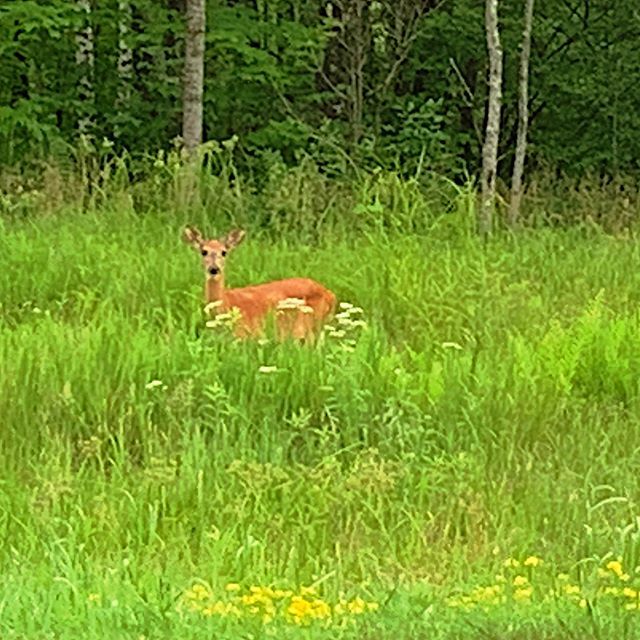 A lucky capture as we were driving by.....gotta have your camera ready at all times😁 #mooselake #bigmooselake #deer #grassyfield #doe #nature #naturephotography #seniorswithlatitude https://t.co/IZ7zXXB0kC https://t.co/WwAgCtt2vi