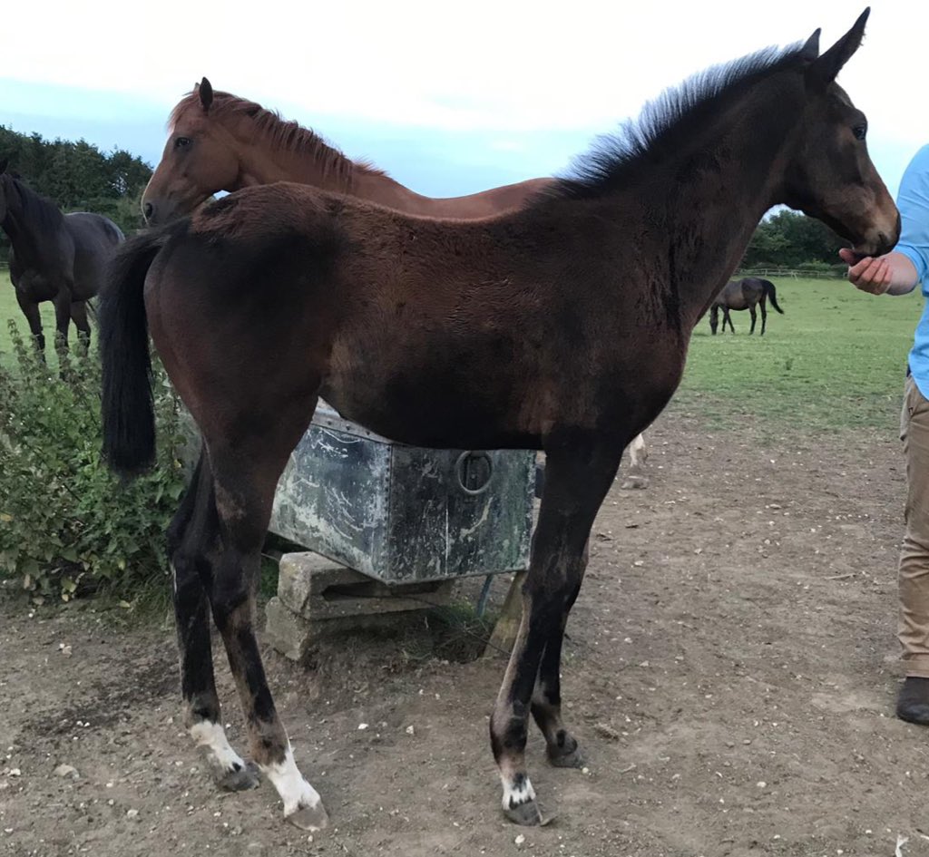GGBloodstock's tweet photo. @LordshipStud @Tattersalls1766 We have two lovely filly’s by him this year as foals and couldn’t be happier with them #deepbluediamond #salingerstar @LordshipStud @batsfordstud https://t.co/LG2nNFS1f3