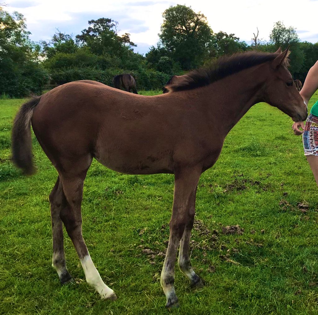GGBloodstock's tweet photo. @LordshipStud @Tattersalls1766 We have two lovely filly’s by him this year as foals and couldn’t be happier with them #deepbluediamond #salingerstar @LordshipStud @batsfordstud https://t.co/LG2nNFS1f3