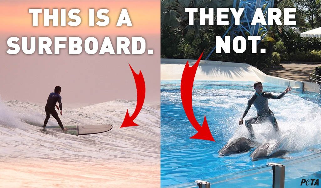 Dolphins are NOT surfboards 🐬🚫🏄‍♀️

#SeaWorld doesn't seem to get that ... 

#BoycottSeaWorldDay