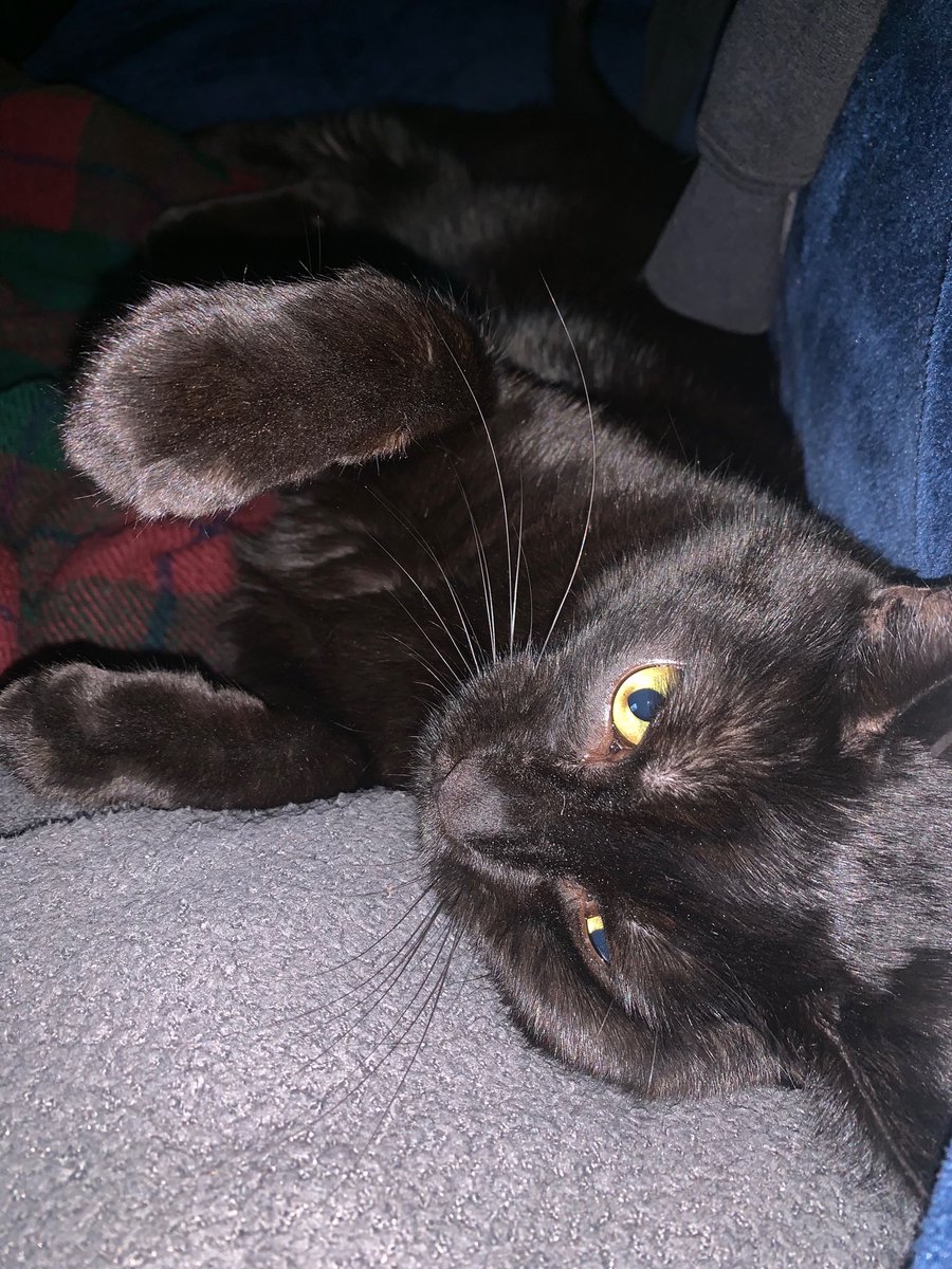 Gothamkitty21's tweet photo. i am not amused by dads shenanigans. He booped me on the nose...well I am the one who boops back! https://t.co/26cw7k5vlO