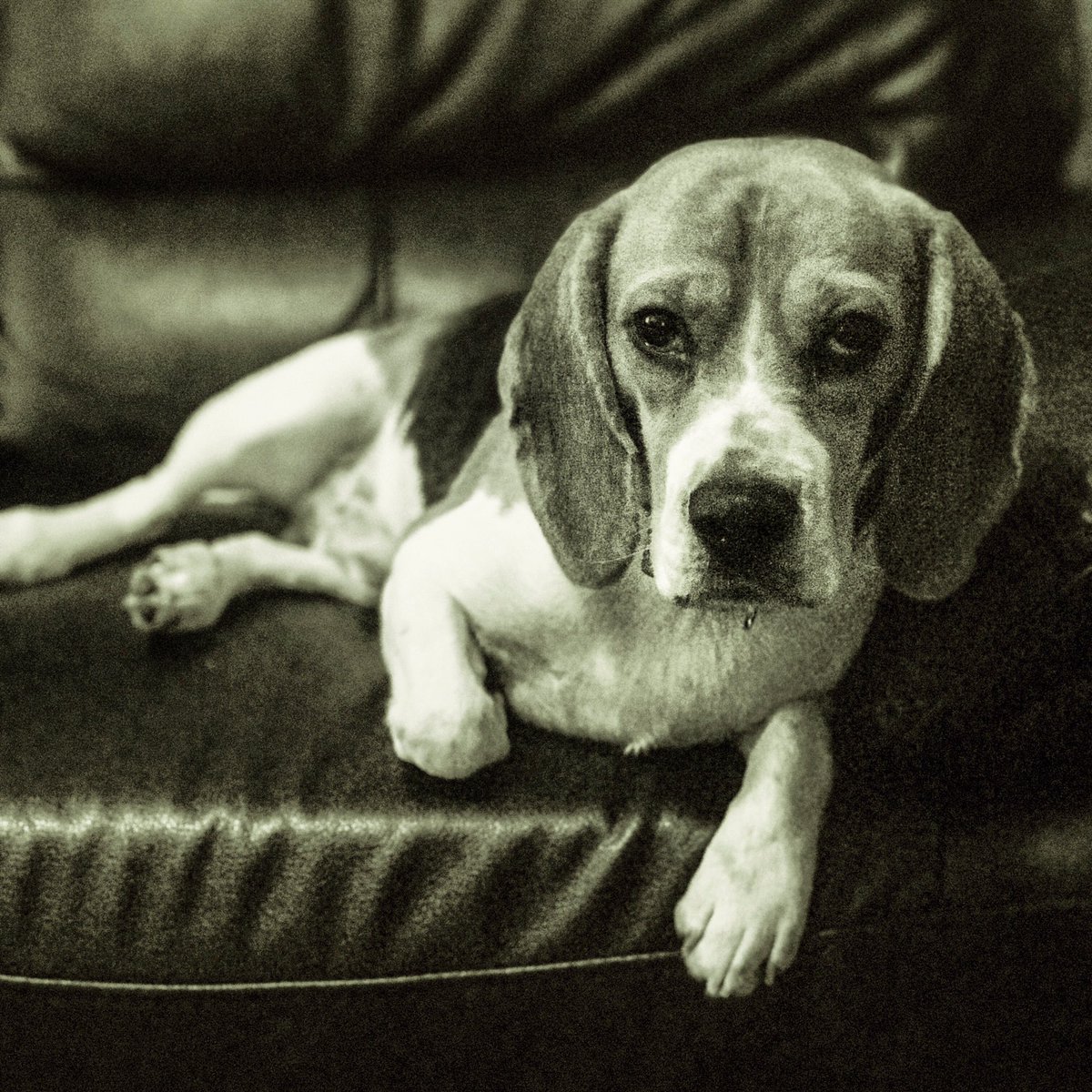 averycutebeagle's tweet photo. Hi... #dog #puppy #cute #dogsofinstagram #dogstagram #dogoftheday #lovedogs #lovepuppies #hound #adorable #doglover #beagle #beagleofinstagram #beagledaily #beagles #beaglelove #beaglelife #beaglemania #beaglepuppy #beagleoftheday #beagleboy https://t.co/zNJckxMHIB