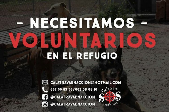 Calatrava en Acción tweet media