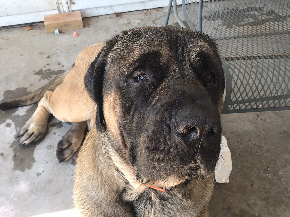 tap1069's tweet photo. @petsuppliesplus  D’Artangan is celebrating his 4th birthday today. We got the email to bring in from y’all to get his birthday toy. We will be in this weekend.  Yay! Free toys! https://t.co/iboSCdZOXD
