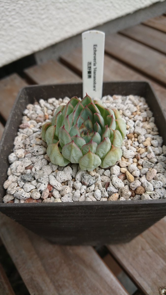 文穂 おはようございます エケベリア 花野薔薇 しわしわです 夏を乗り切れ