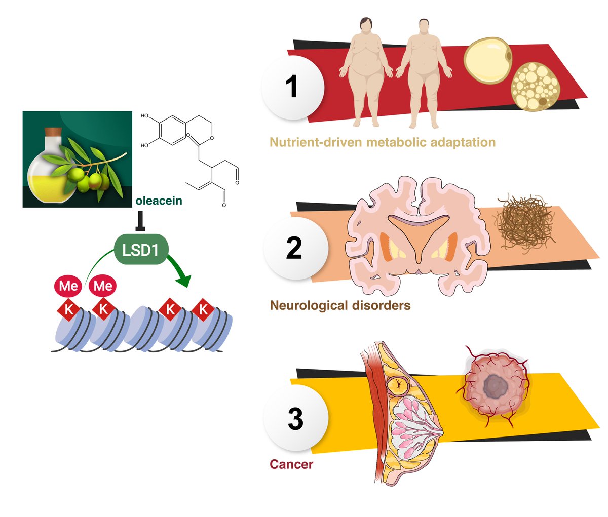 metabostemness's tweet photo. An #olive oil #biophenol targets the histone demethylase #LSD1, a central epigenetic regulator of metabolic reprogramming in #obesity-associated diseases, #neurological disorders, and #Cancer. @ProcureICO @idibgi  

https://t.co/apDxKoi9UZ https://t.co/8eJbl9WSCG