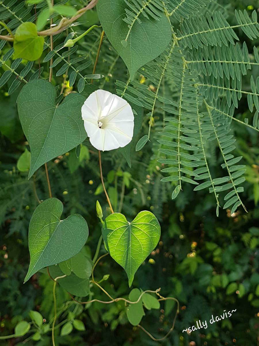 ButterflySoul15's tweet photo. Serendipity...
Discovering light and love when you least expect to.
Believe that something good is waiting just for you...

#Serendipity #love #Inspiration #WednesdayThoughts #light #hearts #naturephotography #hiddenlove #gratitude #WednesdayMotivation https://t.co/nV04KFVpml