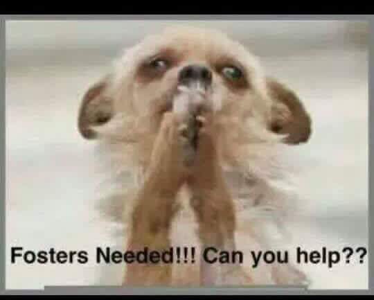 BecauseOfYou_OK's tweet photo. If you’ve ever thought about fostering please do it now!  I’m out of space, one will be returned tomorrow &amp; one at hospital that we got yesterday with severe eye injury waiting for surgery. I’ll supply food, crate, medical, etc...you supply time, love &amp; attention. App on website https://t.co/ffILStoDHx
