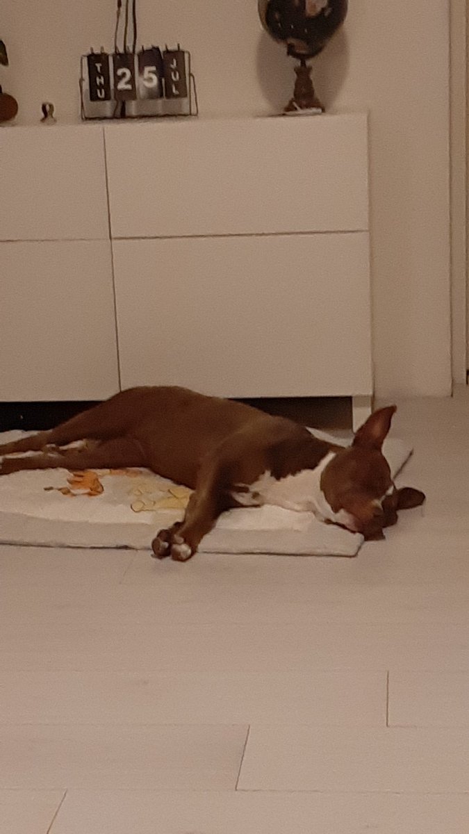 bijzondergezin's tweet photo. Terrorpup heeft dus winnie de poeh boxkleed in haar mand gesleept en ligt er nu op te slapen.
Wat is de volgende stap.. een fopspeen.
#terrorpup https://t.co/OJPCf55BFx