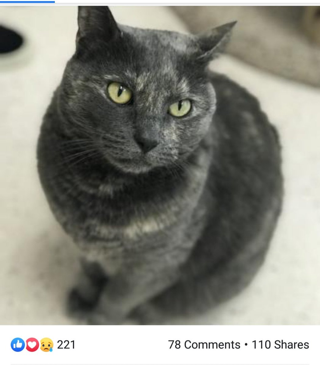 Humane Society tweet media